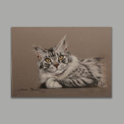 Maıne Coon Kedi Portre